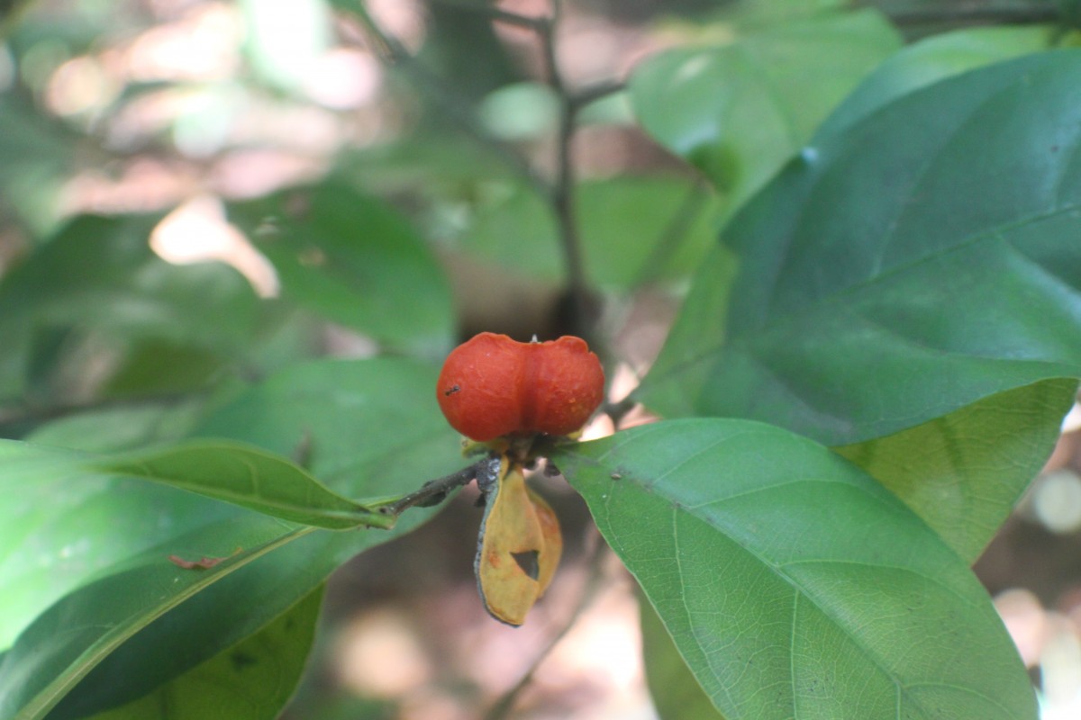 Dichapetalaceae